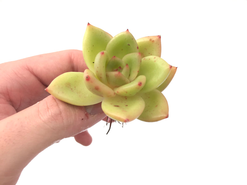 Echeveria Agavoides 'Ringo Star' 2"-3" Succulent Plant