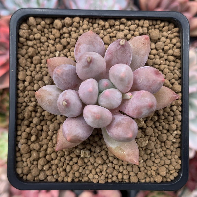 Pachyveria 'Venus 2" Succulent Plant