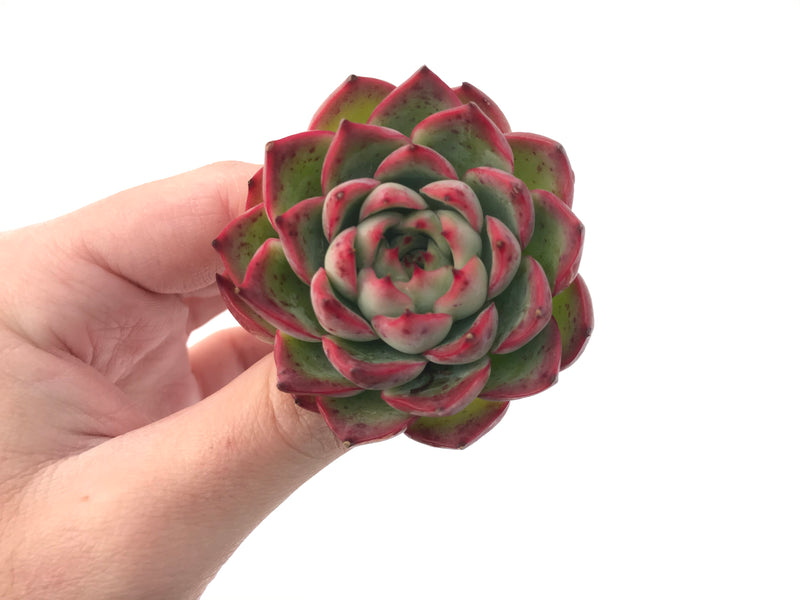 Echeveria Agavoides 'Amore' 3" Succulent Plant