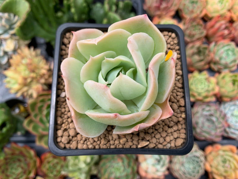 Echeveria 'Blade Runner' 2" Succulent Plant