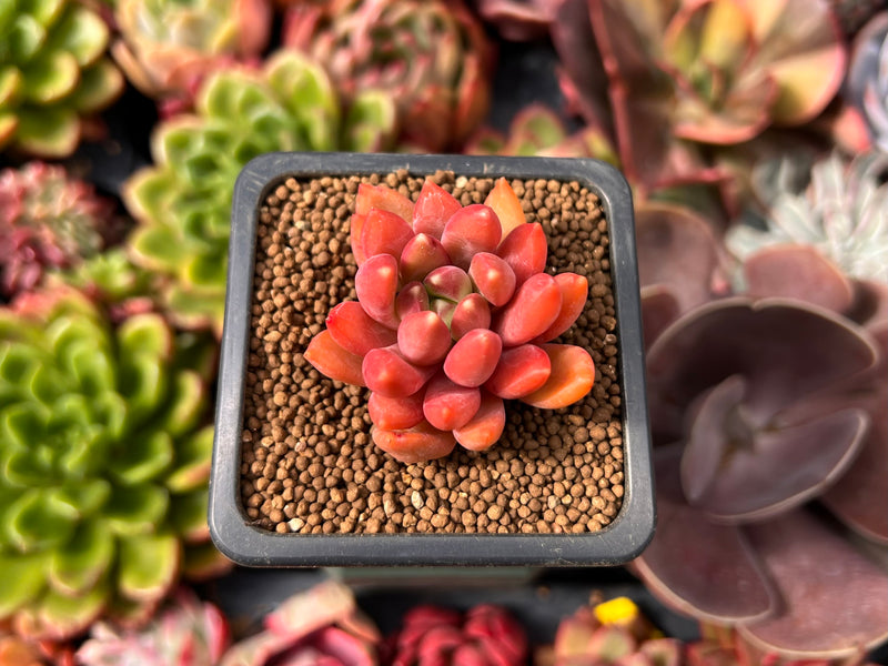 Pachyphytum Compactum 'Pink Glaucum' 1" Succulent Plant