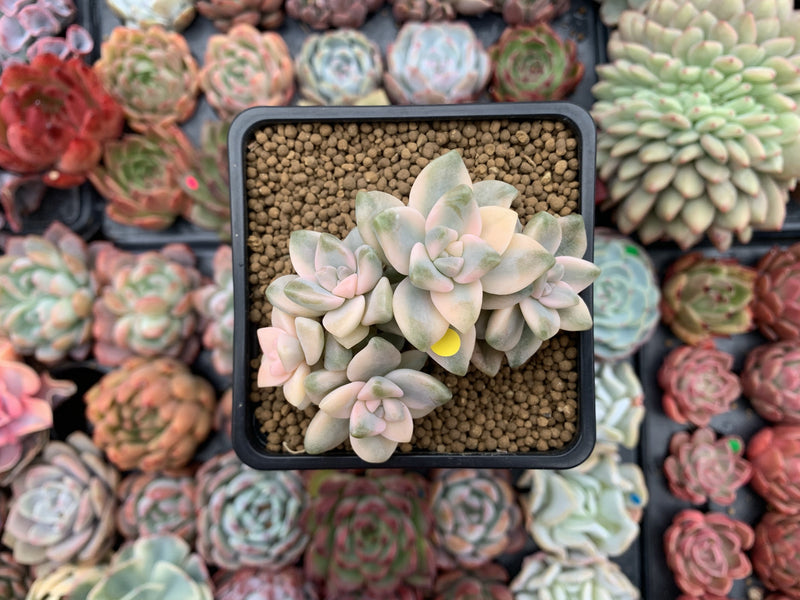 Graptoveria 'Titubans' Variegated 3" Cluster Succulent Plant