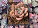 Echeveria Agavoides 'Lydia' 2"-3" Succulent Plant