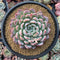 Echeveria 'Yusuke' 4" Succulent Plant