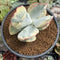 Cotyledon 'Undulata' Variegated 3" Succulent Plant