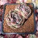 Echeveria 'Amethyst' 2" Cluster Succulent Plant