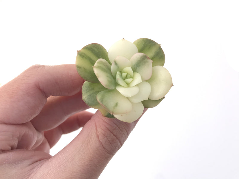 Echeveria 'Nicksana' Variegated 1" Succulent Plant