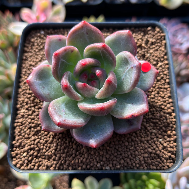 Echeveria 'Shallot' 2" Succulent Plant