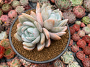 Echeveria 'Ivory' 5" Powdery Succulent Plant