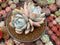 Echeveria 'Ivory' 5" Powdery Succulent Plant