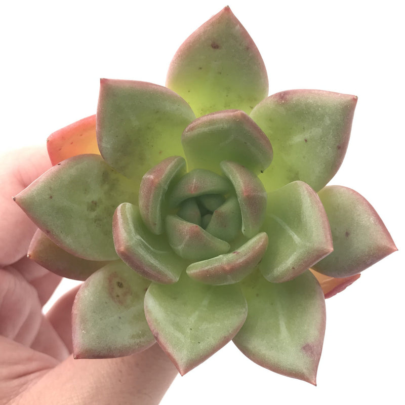 Echeveria Agavoides 'White Champaign' 4" Succulent Plant