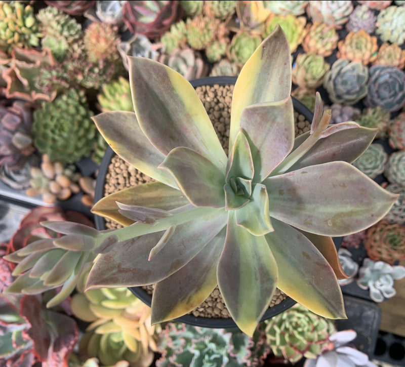 Graptoveria 'Fred Ives' Variegated 5" Large Cutting Succulent Plant