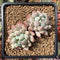 Pachyveria 'Crown Ball' 2" Cluster Succulent Plant