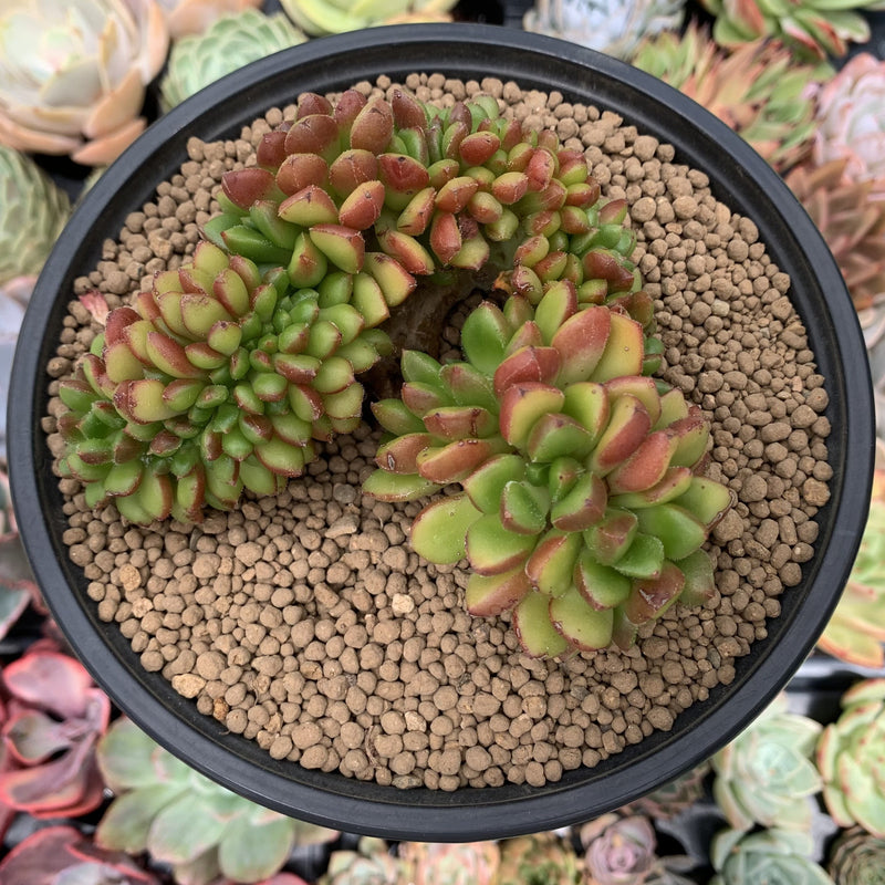 Cremneria 'Chubbs' Crested (Cremnophila linguifolia x Echeveria setosa var. ciliata) 3" Succulent Plant