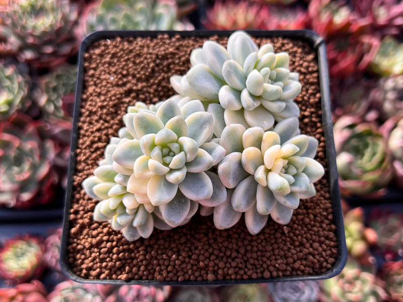 Sedum 'Clavatum' Variegated 2"-3" Cluster Succulent Plant