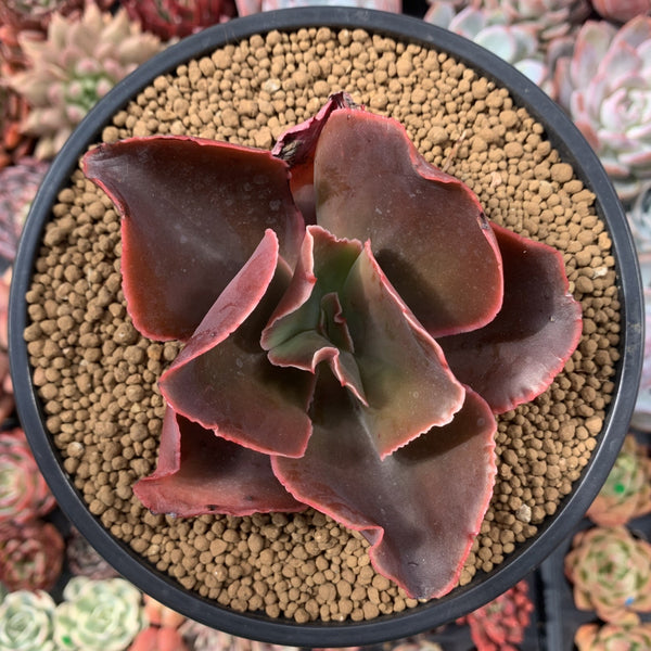 Echeveria 'Papyrus' 4" Succulent Plant