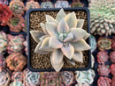 Graptopetalum 'Paraguayense' Variegated 3" Succulent Plant