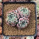 Echeveria 'Aarons' 3” Cluster Rare Succulent Plant