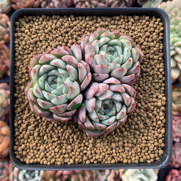 Echeveria 'Aarons' 3” Cluster Rare Succulent Plant