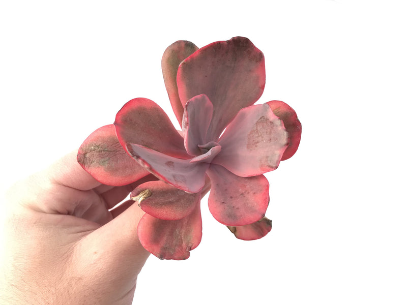 Echeveria 'Angel Wing' Variegated 3” Rare Succulent Plant