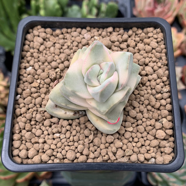 Crassula 'Moonglow' Variegated 1" Succulent Plant