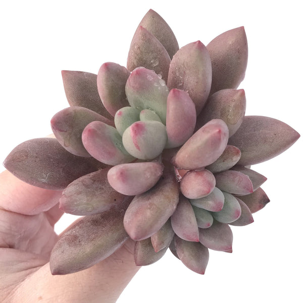 Graptoveria 'Ruby Donna' 4" Succulent Plant