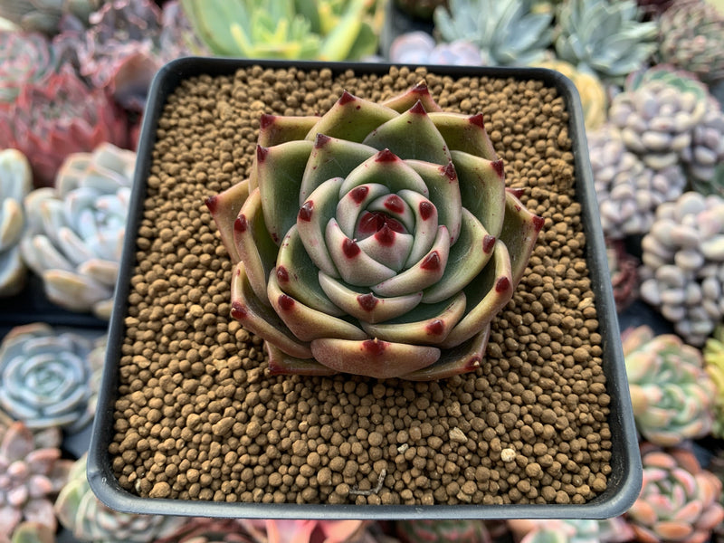 Echeveria Agavoides 'Blue Dragon' 2"-3" Rare Succulent Plant