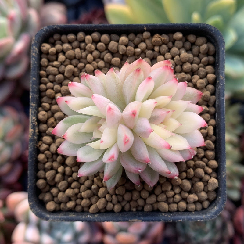 Echeveria 'Mebina' Variegated 1" Small Succulent Plant