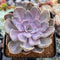 Echeveria 'Perle von Nurnberg' Variegated 3" Succulent Plant