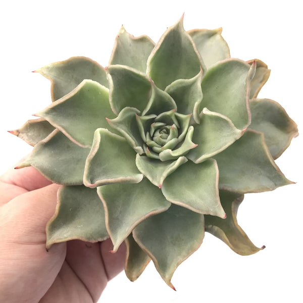 Echeveria 'Madiba' 5" Succulent Plant