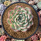 Echeveria 'Yusuke' 4" Succulent Plant