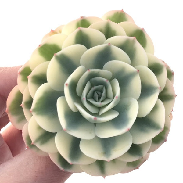 Echeveria 'Compton Carousel' Variegated 2"-3" Succulent Plant