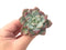 Echeveria 'Amore' 2"-3" Succulent Plant