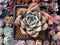 Echeveria sp. 4" Succulent Plant