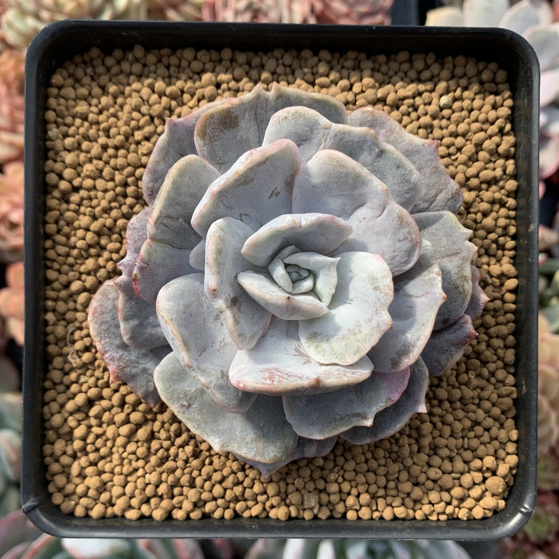 Echeveria 'Lilacina' Mutated 4" Powdery Succulent Plant