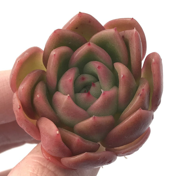 Echeveria Agavoides 'Timmo' 1" Succulent Plant