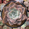 Echeveria 'Bianca' 5” Large Powdery Succulent Plant