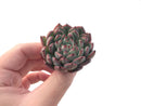 Echeveria 'Vivace' 1"-2" Succulent Plant