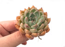 Echeveria sp. 2" Rare Succulent Plant