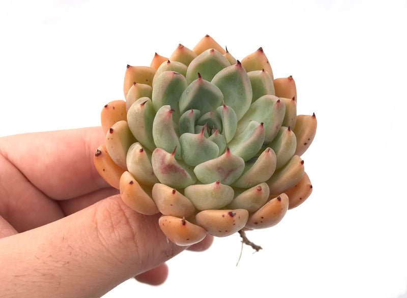 Echeveria sp. 2" Rare Succulent Plant