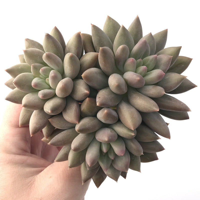 Pachyphytum 'Angels Finger' 4" Succulent Plant