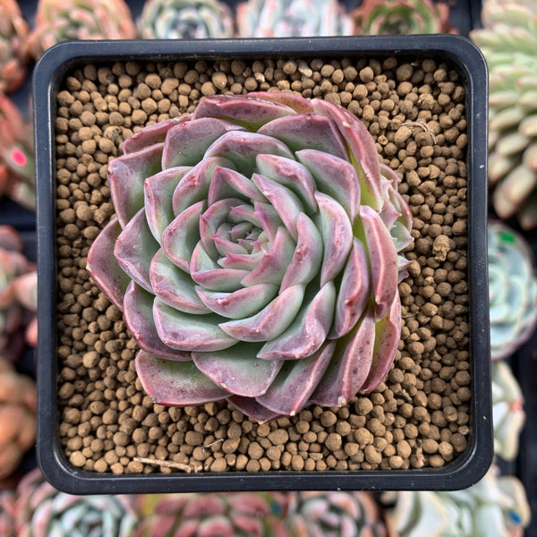 Echeveria 'Chung-ha' 2" Succulent Plant