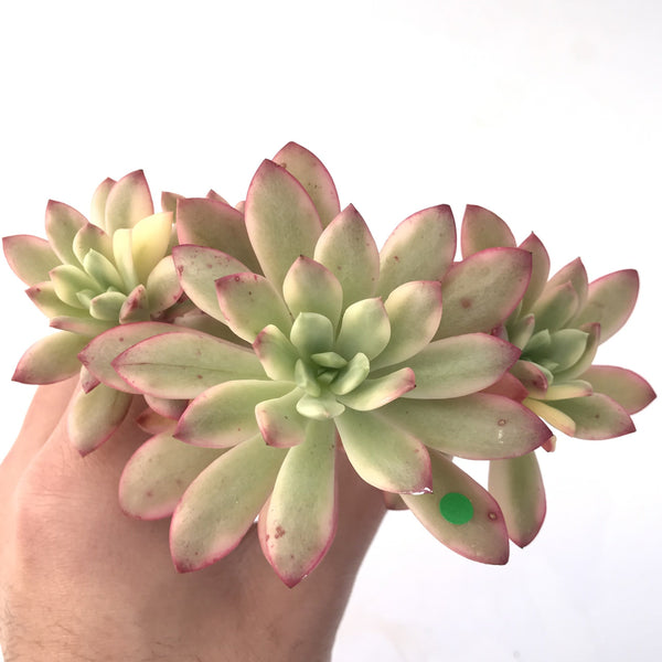 Echeveria 'Minibelle' Variegated Cluster 3"-4" Succulent Plant