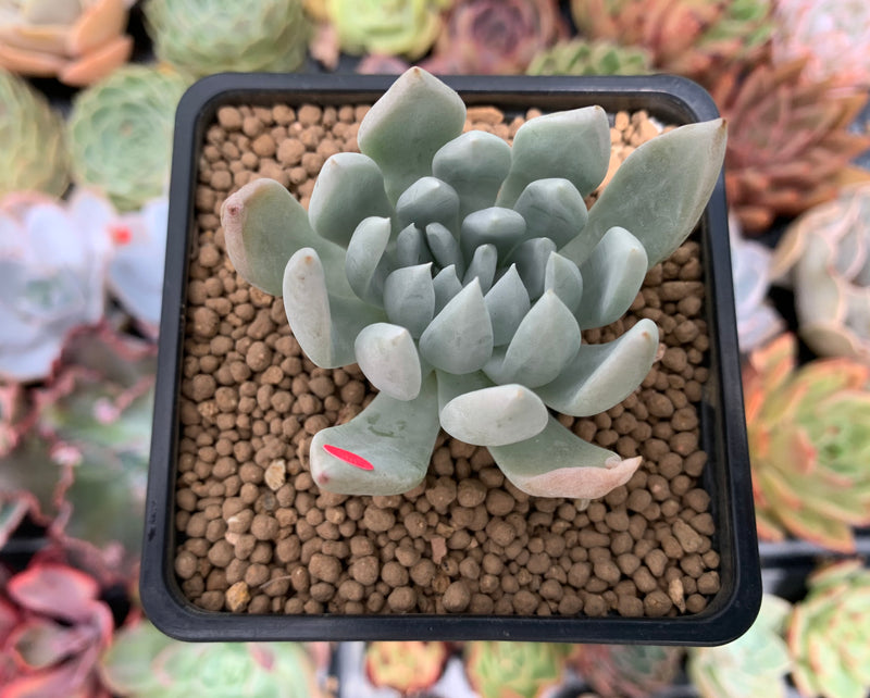 Dudleya 'Sony Queen' 1"-2" New Hybrid Succulent Plant