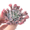 Echeveria 'Trumpet Pinky' 4" Succulent Plant