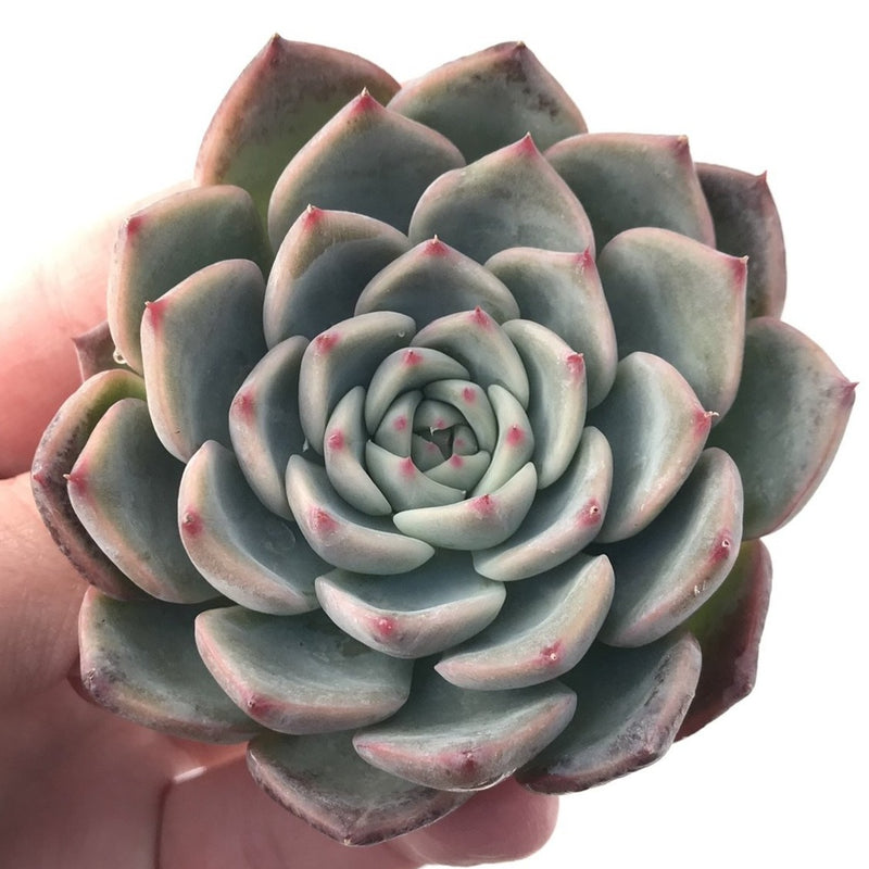 Echeveria 'Keralean' 2"-3" Succulent Plant