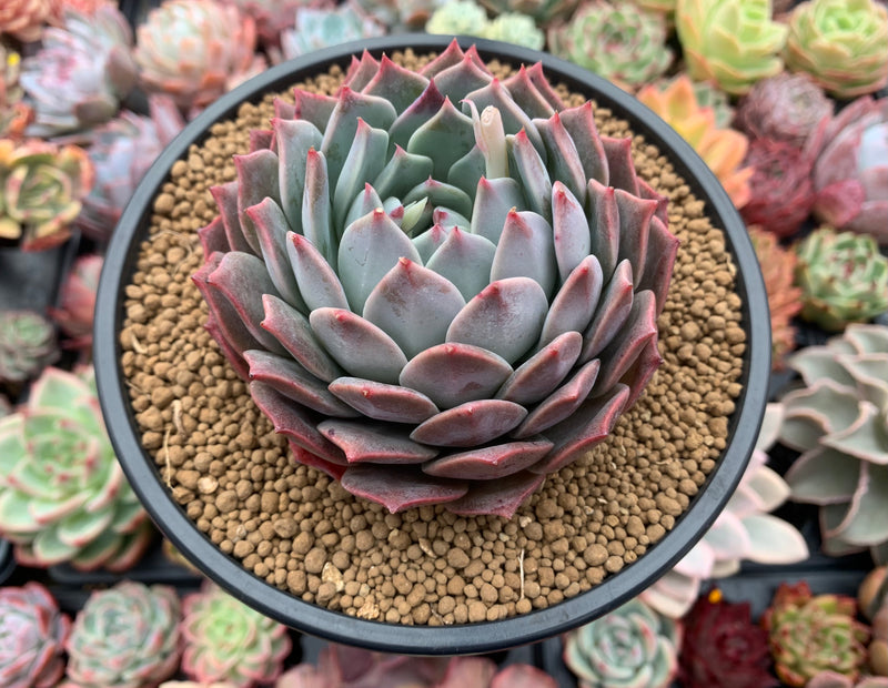 Echeveria 'Colorata' Hybrid 4"-5" Powdery Succulent Plant