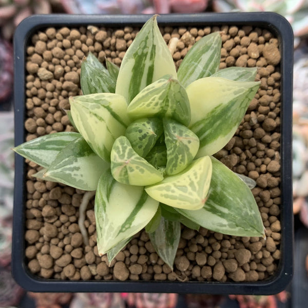 Haworthia 'Cymbiformis' Variegated 3" Succulent Plant