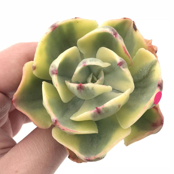 Echeveria Enfant Variegated 3” Rare Succulent Plant