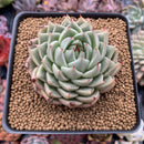 Echeveria Agavoides 'Silver Ebony' 3" Succulent Plant